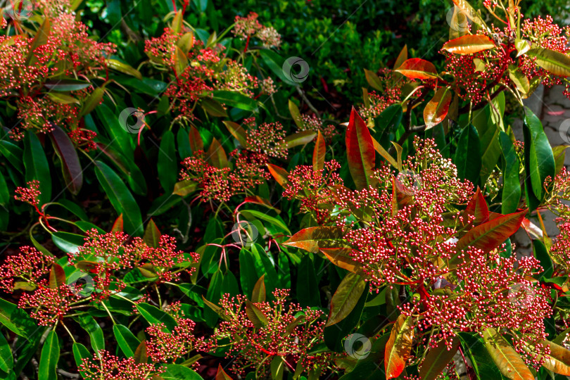 Скачать Природный парк фотосток Ozero