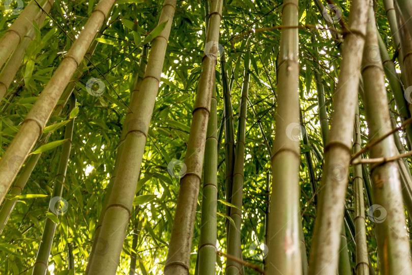Скачать Бамбук фотосток Ozero