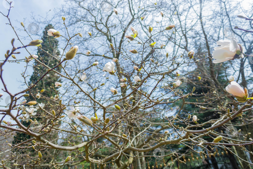 Скачать Магнолия фотосток Ozero