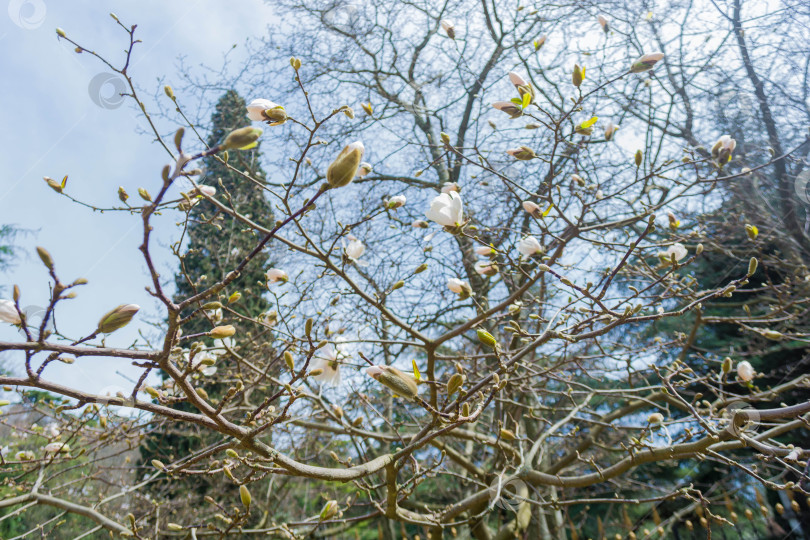 Скачать Магнолия фотосток Ozero