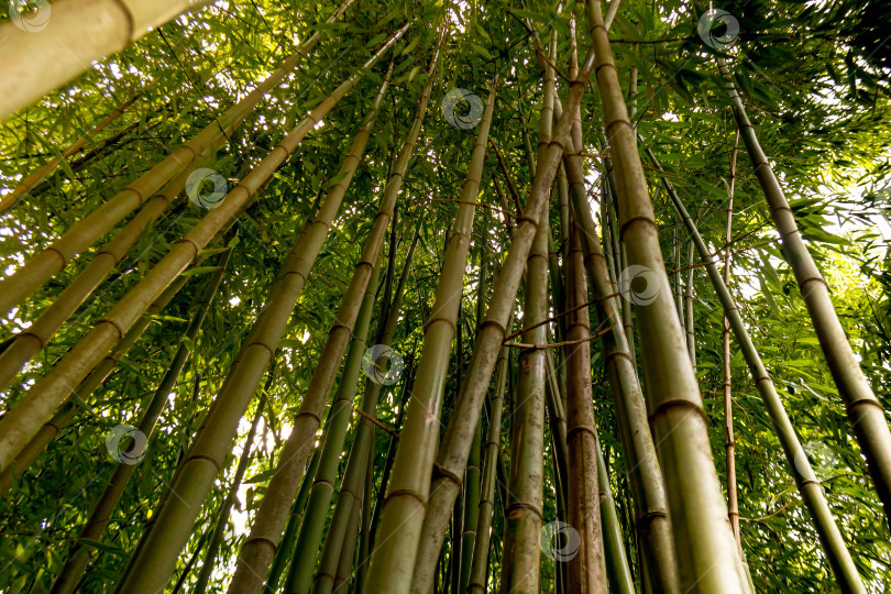 Скачать Бамбук фотосток Ozero