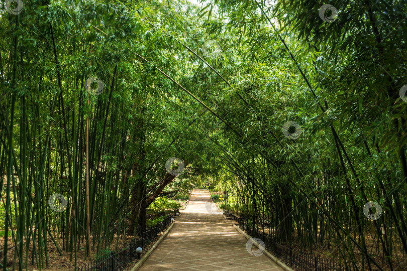 Скачать Бамбук фотосток Ozero