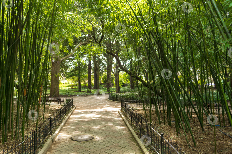 Скачать Бамбук фотосток Ozero