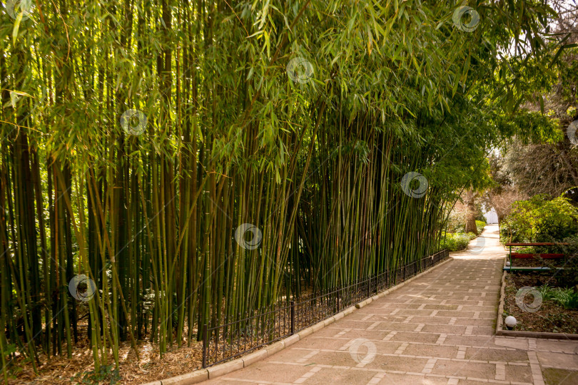 Скачать Бамбук фотосток Ozero