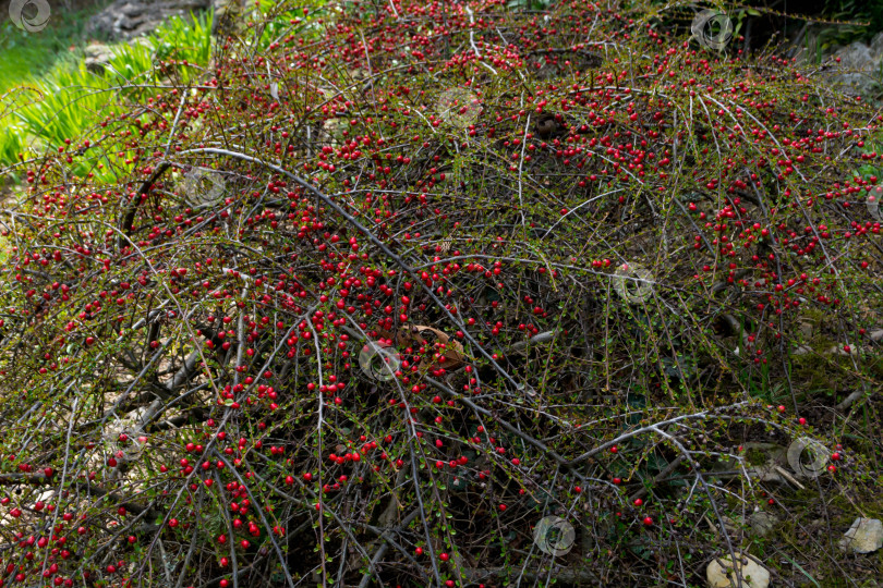 Скачать Красные ягоды на кусте фотосток Ozero