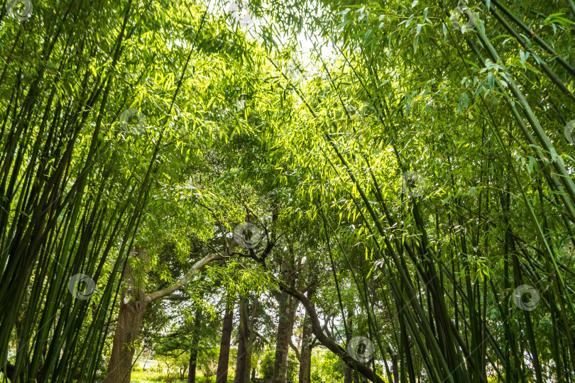 Скачать Бамбук фотосток Ozero