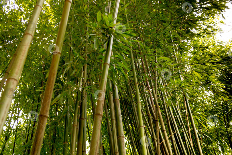 Скачать Бамбук фотосток Ozero