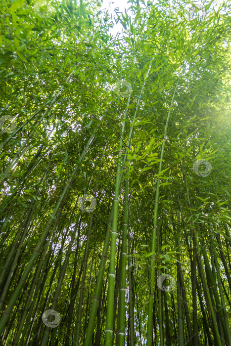 Скачать Бамбук фотосток Ozero