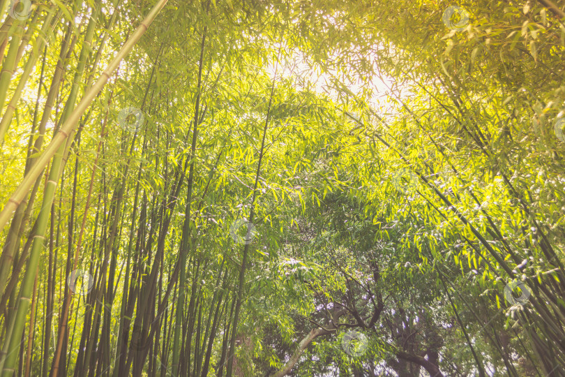 Скачать Бамбук фотосток Ozero