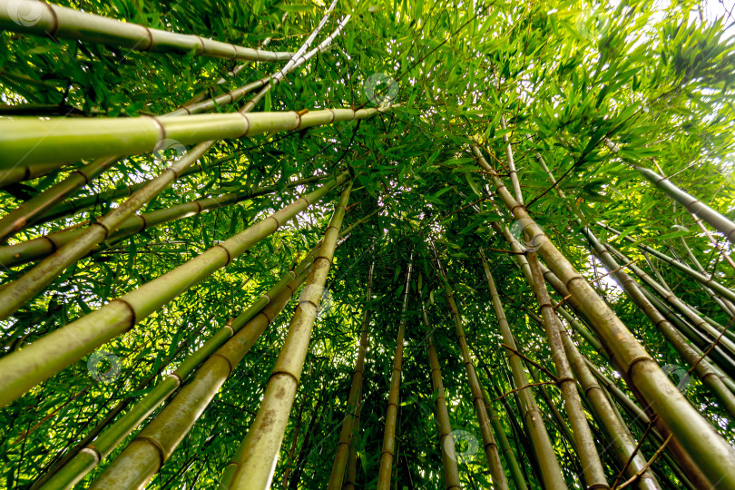 Скачать Бамбук фотосток Ozero