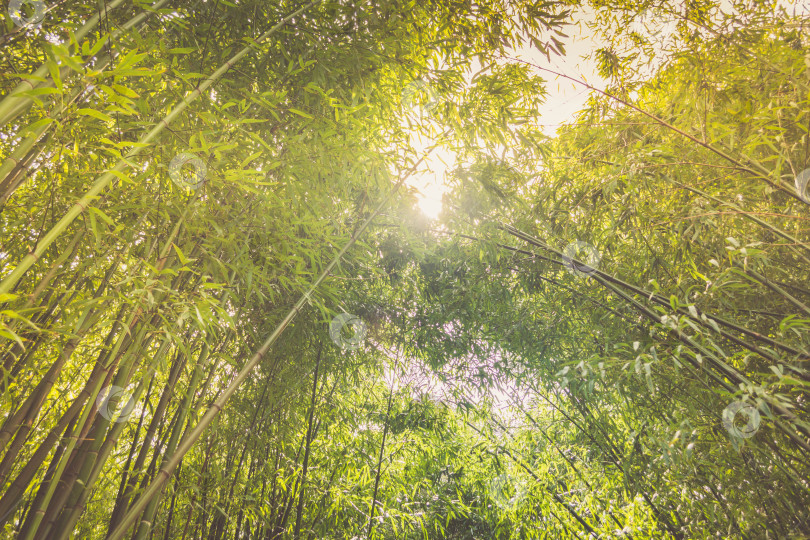 Скачать Бамбук фотосток Ozero