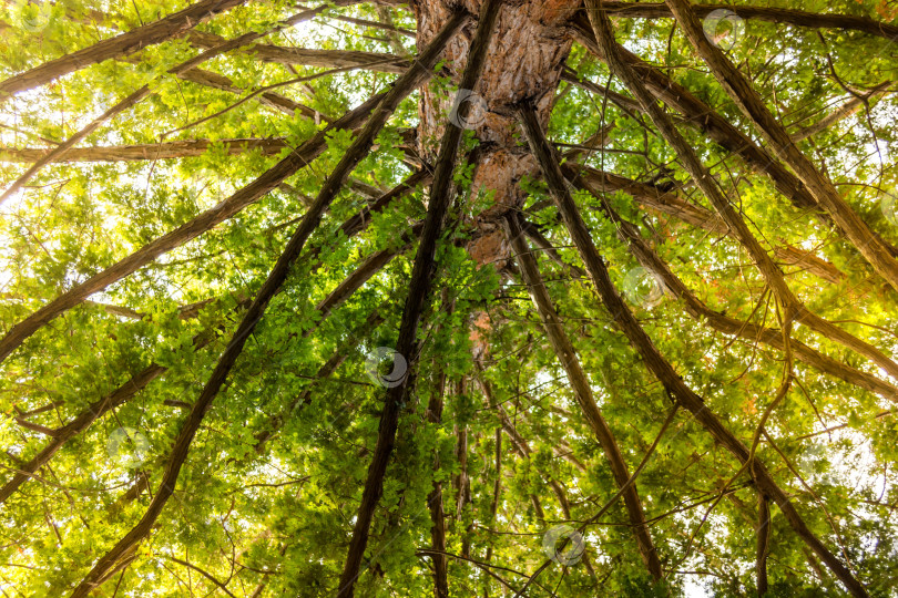 Скачать Природный парк фотосток Ozero