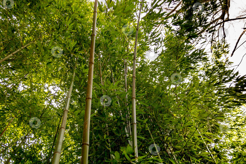 Скачать Бамбук фотосток Ozero