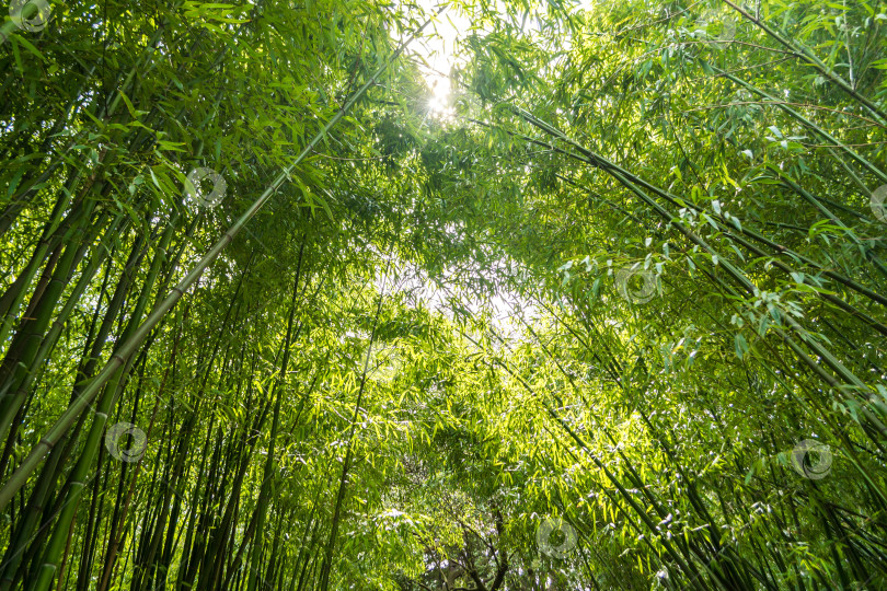 Скачать Бамбук фотосток Ozero