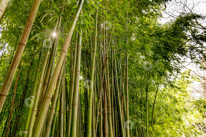 Скачать Бамбук фотосток Ozero