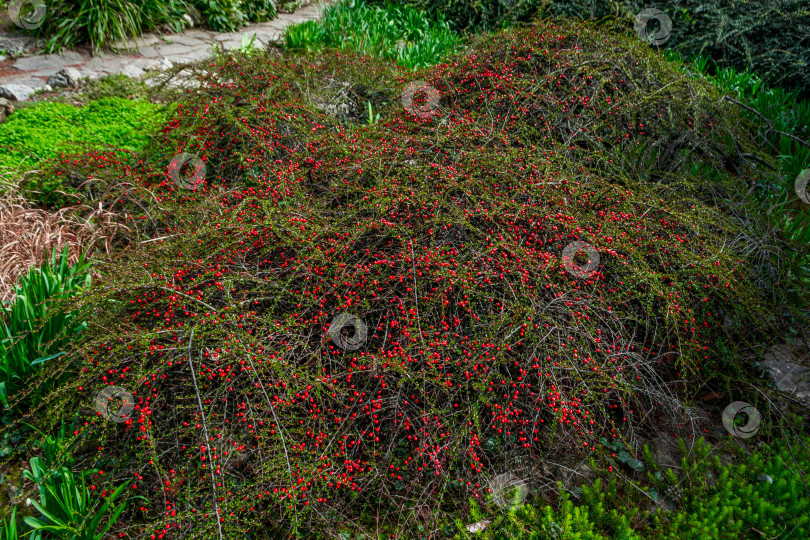 Скачать Красные ягоды на кусте фотосток Ozero