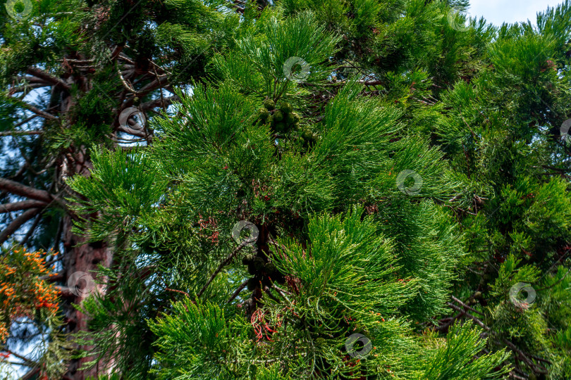 Скачать Природный парк фотосток Ozero