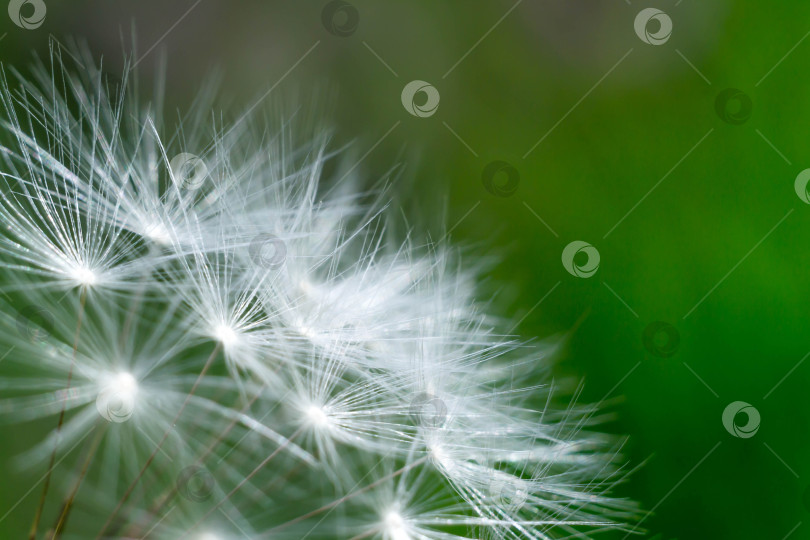 Скачать Весна и одуванчики фотосток Ozero