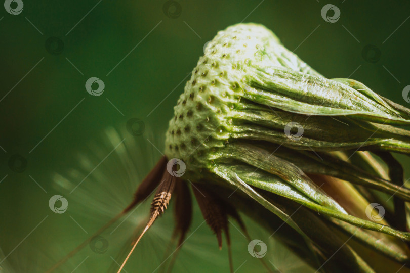 Скачать Весна и одуванчики фотосток Ozero