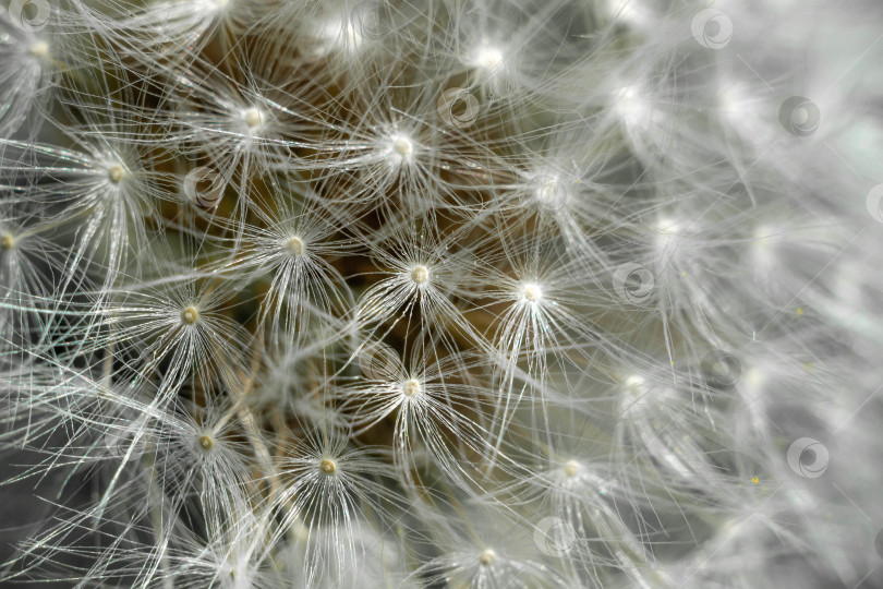 Скачать Весна и одуванчики фотосток Ozero