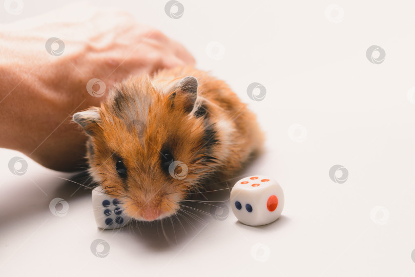 Скачать Хомяк фотосток Ozero