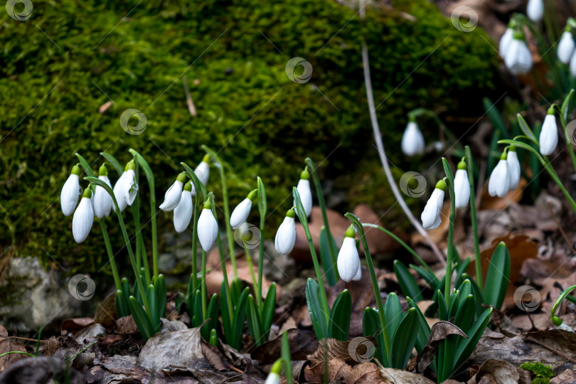 Скачать Подснежники фотосток Ozero