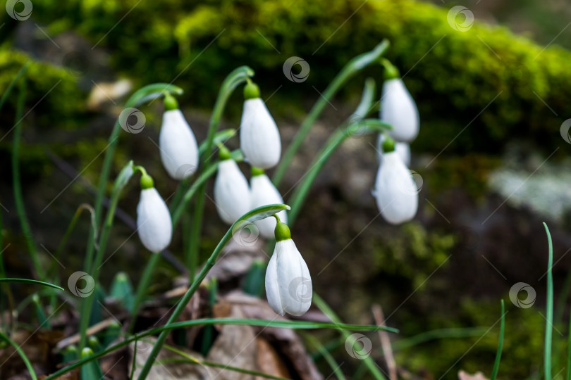 Скачать Подснежники фотосток Ozero