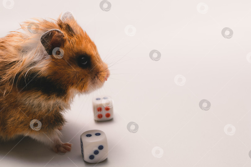 Скачать Хомяк фотосток Ozero