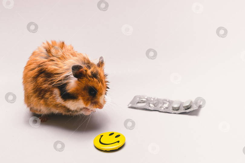 Скачать Хомяк фотосток Ozero