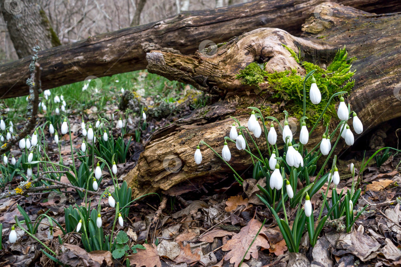 Скачать Подснежники фотосток Ozero