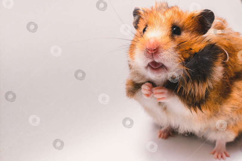 Скачать Хомяк фотосток Ozero