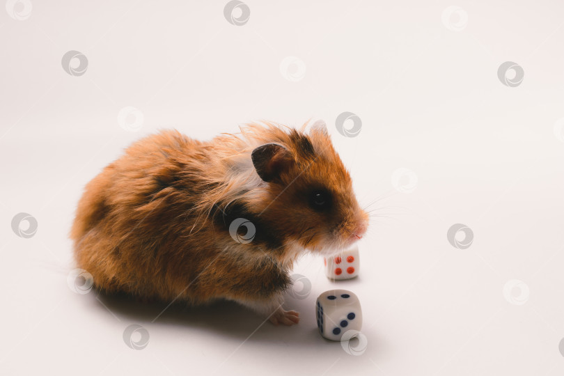 Скачать Хомяк фотосток Ozero