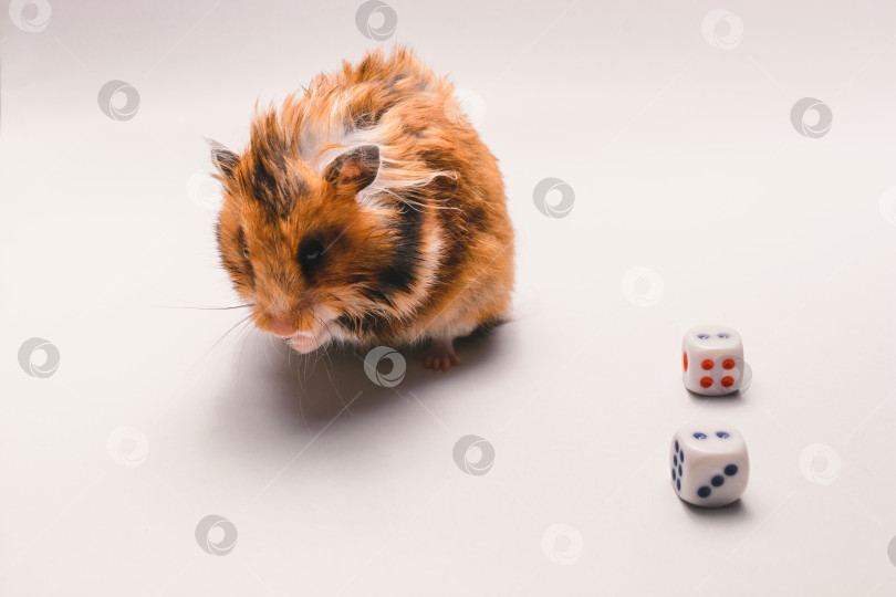 Скачать Хомяк фотосток Ozero