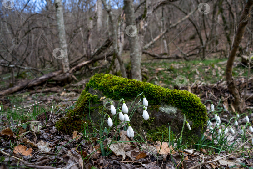Скачать Подснежники фотосток Ozero