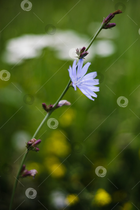 Скачать Яркий цветок цикория распускается, демонстрируя свои нежные голубые лепестки на пышном зеленом фоне. фотосток Ozero