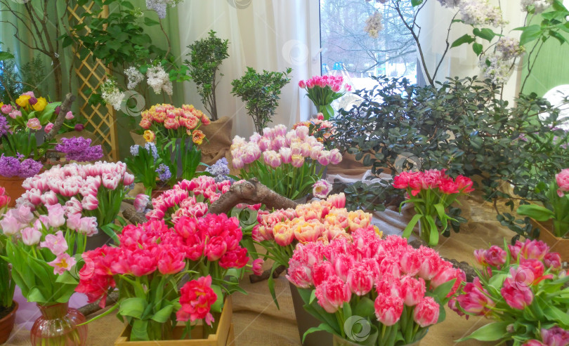 Скачать Весенняя цветочная композиция с тюльпанами фотосток Ozero