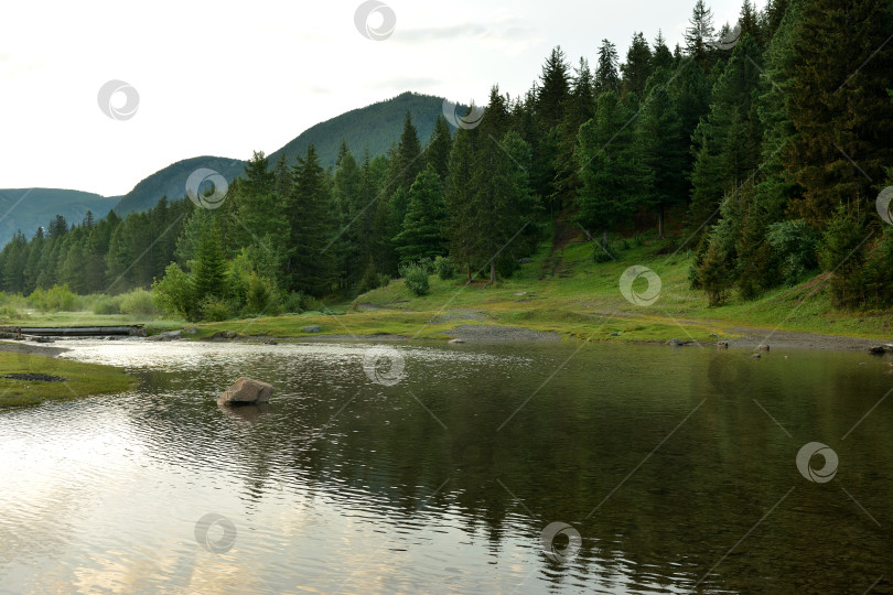 Скачать Опушка густого хвойного леса отражается в спокойной глади небольшой горной речки с камнем пасмурным летним утром. фотосток Ozero