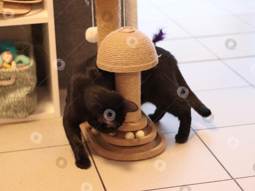 Скачать черная домашняя кошка играет с игрушкой-когтеточкой на кафельном полу в квартире. Игровая площадка для домашних животных для ухода за животными, рекламы приюта, домашнего образа жизни, обогащения, поведения животных фотосток Ozero