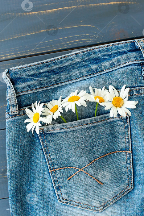 Скачать Летние цветы в кармане моих джинсов на синем фоне фотосток Ozero
