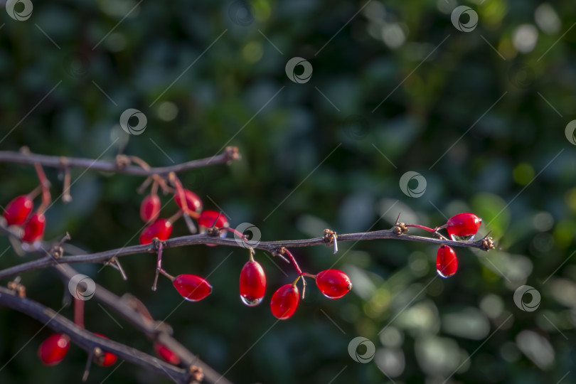 Скачать Похожие на красные кораллы, крошечные ягоды Berberis thunbergii Atropurpurea на фоне вечнозеленого сада. фотосток Ozero