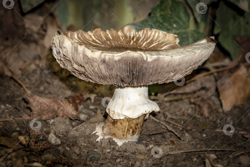 Скачать Когда этот очень красивый ядовитый гриб Agaricus Xanthodermus полностью раскрылся, он перестал быть похожим на съедобный шампиньон. фотосток Ozero