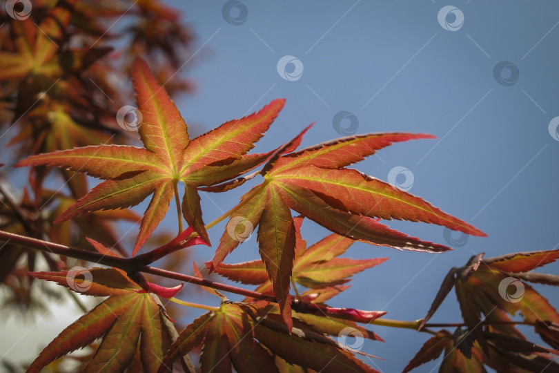 Скачать Молодые оранжевые с красным листья японского клена Acer Palmatum распускаются ранней весной. Крупный план. Особое внимание уделяется выбору. фотосток Ozero