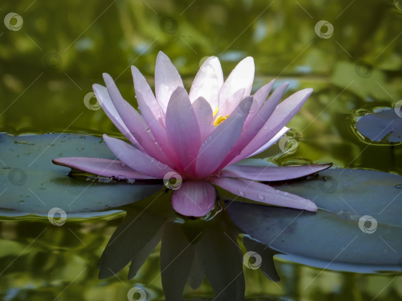 Скачать Красивая розовая водяная лилия или цветок лотоса Marliacea Rosea. Нимфея отражается в воде. Мягкий размытый фон из темных листьев старого пруда. фотосток Ozero