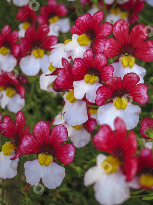 Скачать Бело-красный ковер из цветов Nemesia strumosa. Яркий летний фон для любой природной идеи. фотосток Ozero