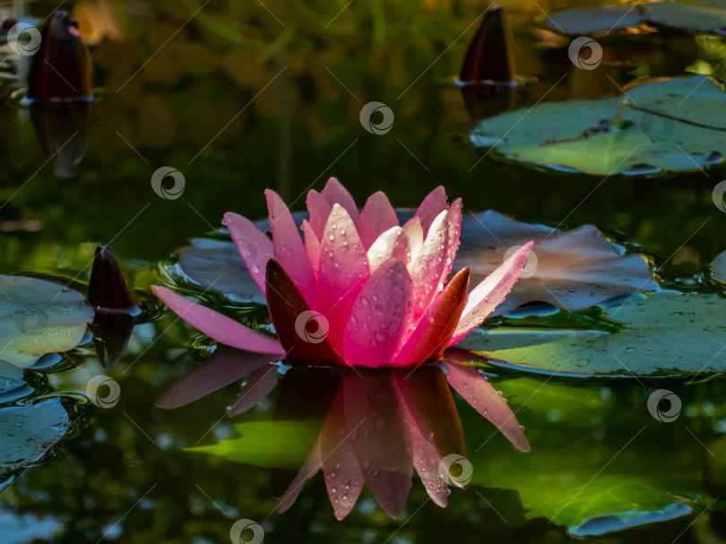 Скачать Красивая водяная лилия или цветок лотоса Marliacea Rosea с нежными лепестками раскрывается в пруду на фоне темных листьев. фотосток Ozero