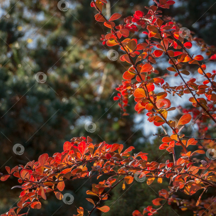 Скачать Изящные ветви барбариса Berberis thunbergii Atropurpurea на фоне изумрудной зелени. Осенние красные листья барбариса горят в солнечном свете. фотосток Ozero