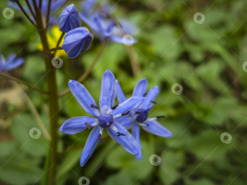 Скачать Крупный план нежного ярко-голубого колокольчика Scilla Bifolia на размытом фоне зеленого весеннего сада. фотосток Ozero