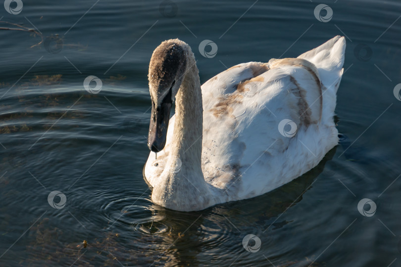 Скачать Молодой лебедь Cygnus olor. Редкие лебеди, находящиеся под угрозой исчезновения, на озере в Горячем Ключе. фотосток Ozero