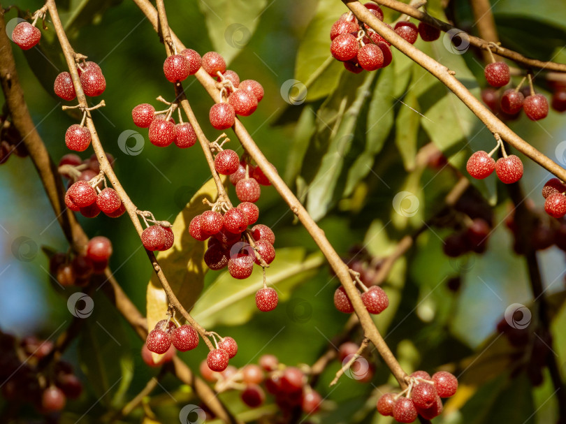 Скачать Красные плоды Elaeagnus umbellata на размытом фоне зеленой листвы дерева или кустарника. фотосток Ozero