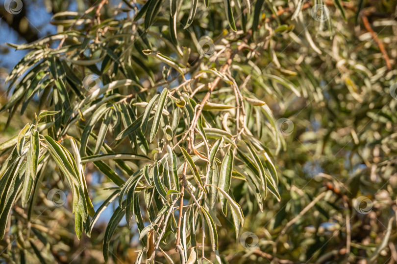 Скачать Очень узкие светло-зеленые с серебром листья Elaeagnus angustifolia, или русской оливы, или дикой маслины. Красивый вьющийся фон. фотосток Ozero